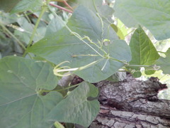 Rytidostylis gracilis