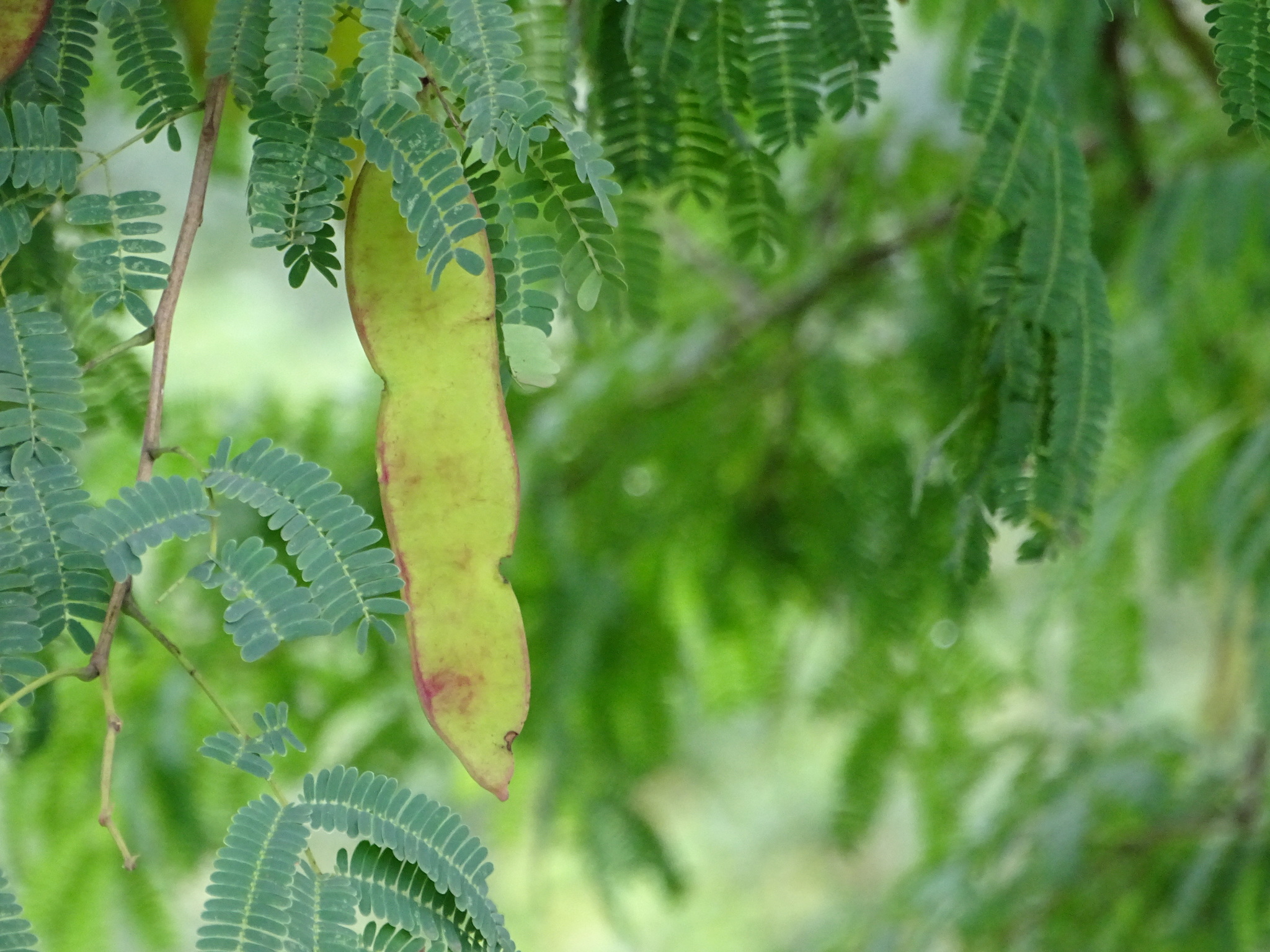 Albizia amara