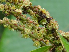 Bridelia retusa