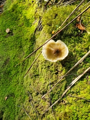 Tricholoma viridiolivaceum