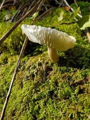 Tricholoma viridiolivaceum