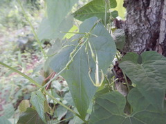 Rytidostylis gracilis