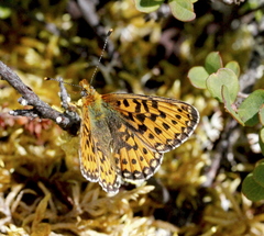Boloria