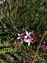 Philotheca buxifolia