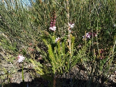 Philotheca buxifolia