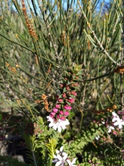 Philotheca buxifolia