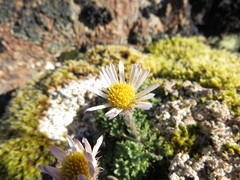 Erigeron salishii