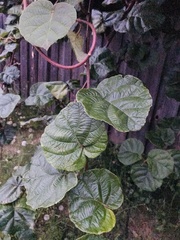 Actinidia