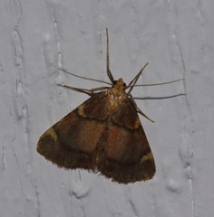 Hypsopygia thymetusalis