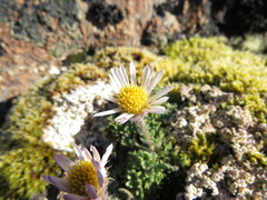 Erigeron salishii