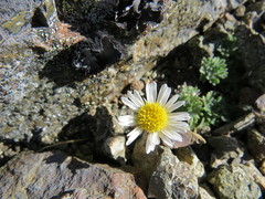 Erigeron salishii