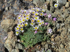 Erigeron salishii