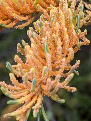 Chrysomyxa ledicola Lagerh.