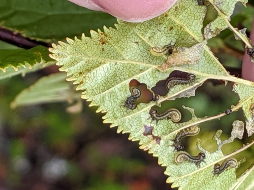 Striped alder sawfly photo 3