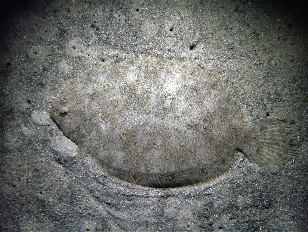 Largetooth Flounder (Fishes of Chowder Bay, Sydney, Australia
