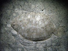 Pseudorhombus arsius