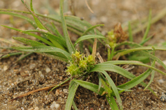 Carex viridula viridula