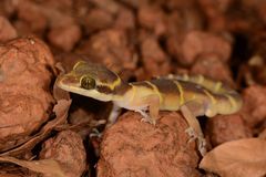 Cyrtodactylus deccanensis