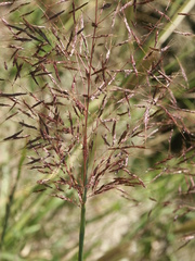 Capillipedium spicigerum