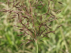 Capillipedium spicigerum