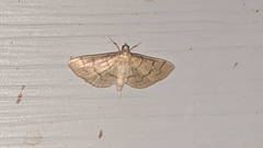 Herpetogramma theseusalis