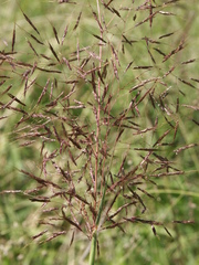 Capillipedium spicigerum