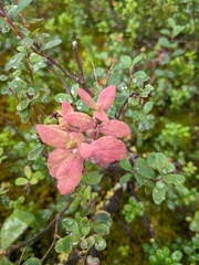 Exobasidium vaccinii-uliginosi