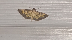 Diacme elealis