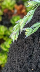 Vahlodea atropurpurea