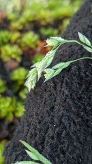 Vahlodea atropurpurea