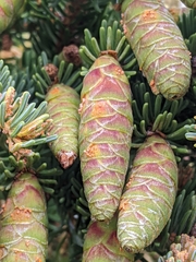 Rossmanomyces pyrolae