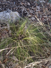 Carex planostachys