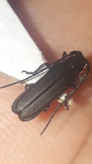 Lamacoscylus obscurus