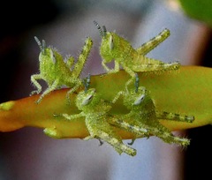 Schistocerca nitens