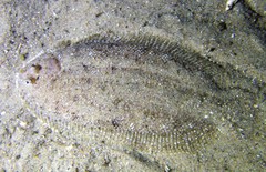 Aseraggodes lenisquamis