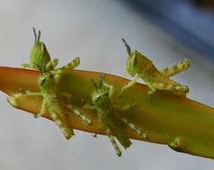 Schistocerca nitens