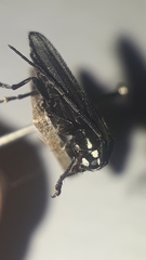 Lamacoscylus obscurus