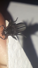 Lamacoscylus obscurus