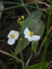 Sagittaria cuneata