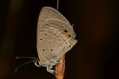 Euchrysops cnejus cnejus
