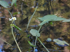 Sagittaria cuneata