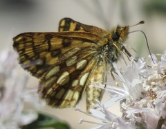 Carterocephalus skada