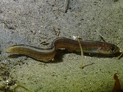 Ophidion scrippsae