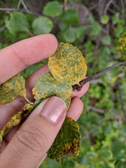 Melampsoridium betulinum