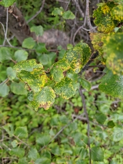 Melampsoridium betulinum