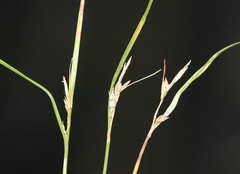 Carex multicaulis