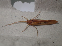 Limnephilus rhombicus