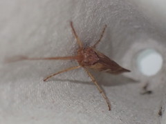 Limnephilus rhombicus