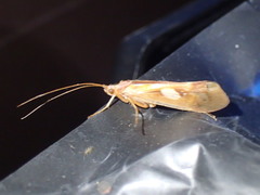 Limnephilus rhombicus