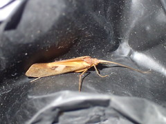 Limnephilus rhombicus